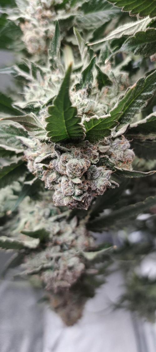 Invisible grow 2. Week 14