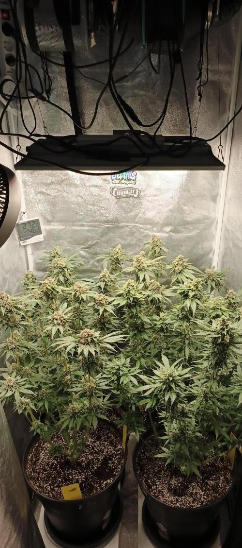 Blue Dream. Week 14