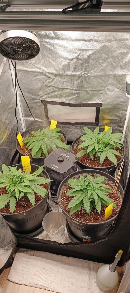 Invisible grow 3. Week 3