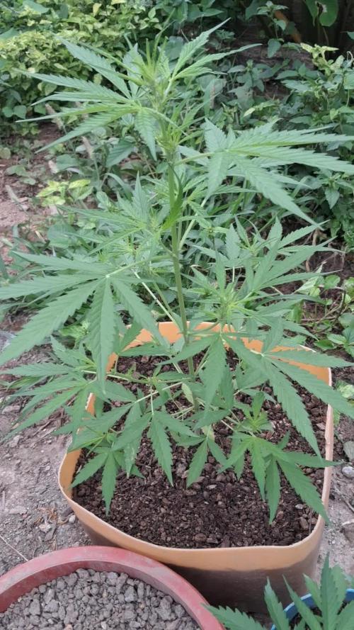 Permanent Marker xl auto