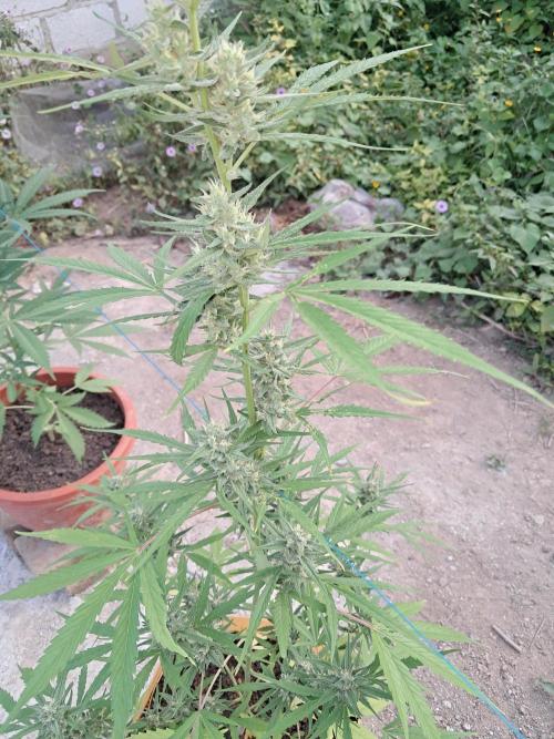 Permanent Marker xl auto. Week 6