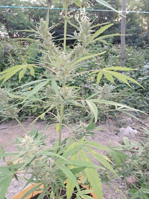 Permanent Marker xl auto. Week 6