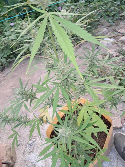 Permanent Marker xl auto. Week 6