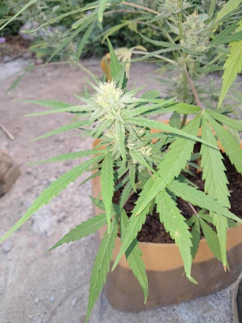 Permanent Marker xl auto. Week 6