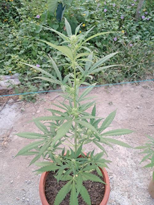 Permanent Marker xl auto. Week 6