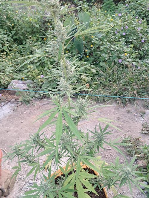 Permanent Marker xl auto. Week 6