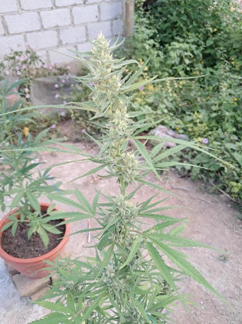 Permanent Marker xl auto. Week 6