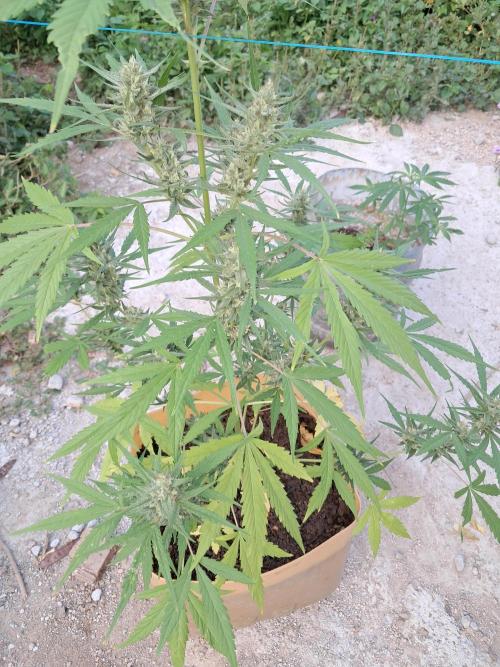 Permanent Marker xl auto. Week 6