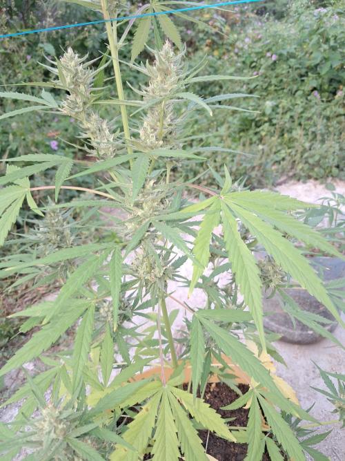 Permanent Marker xl auto. Week 6