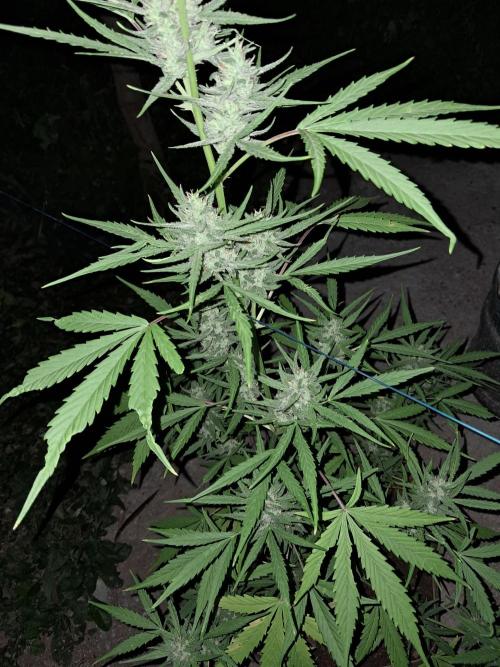 Permanent Marker xl auto. Week 6