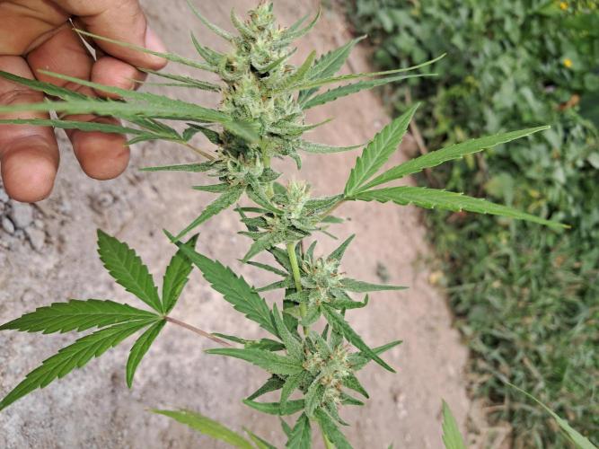 Permanent Marker xl auto. Week 6