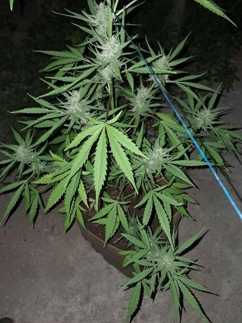 Permanent Marker xl auto. Week 6