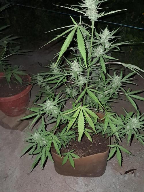 Permanent Marker xl auto. Week 6