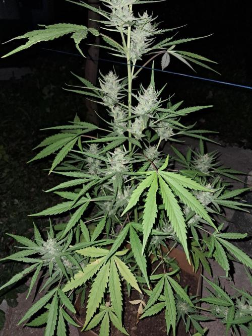 Permanent Marker xl auto. Week 6