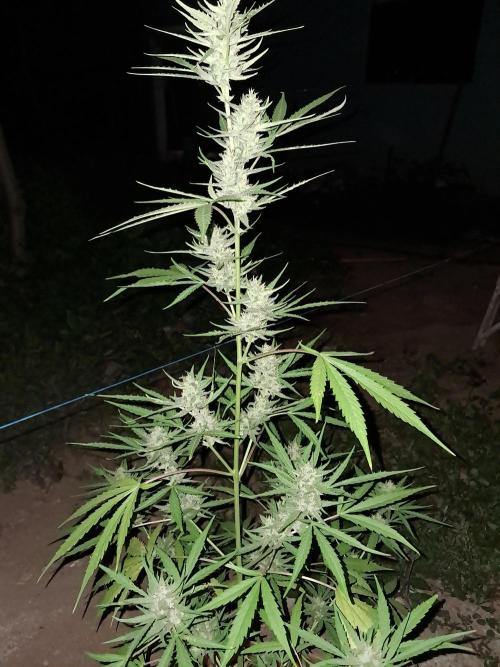 Permanent Marker xl auto. Week 6