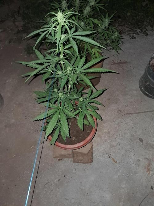 Permanent Marker xl auto. Week 6