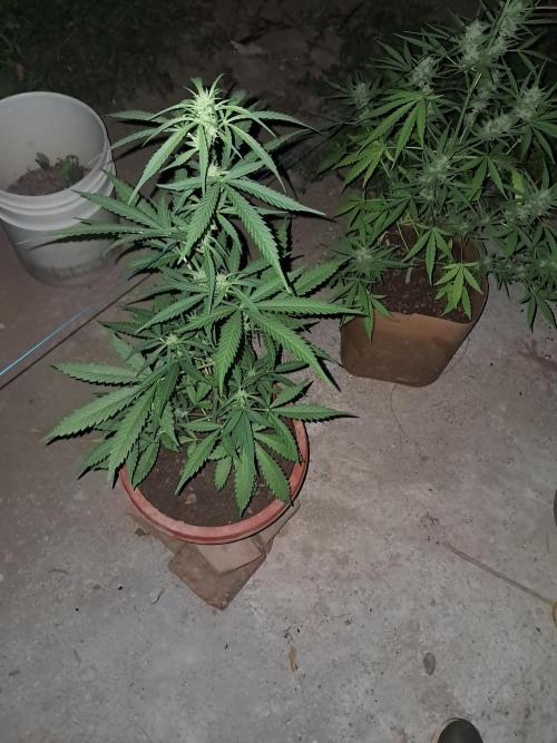 Permanent Marker xl auto. Week 6