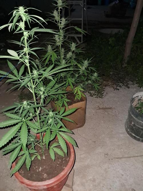 Permanent Marker xl auto. Week 6