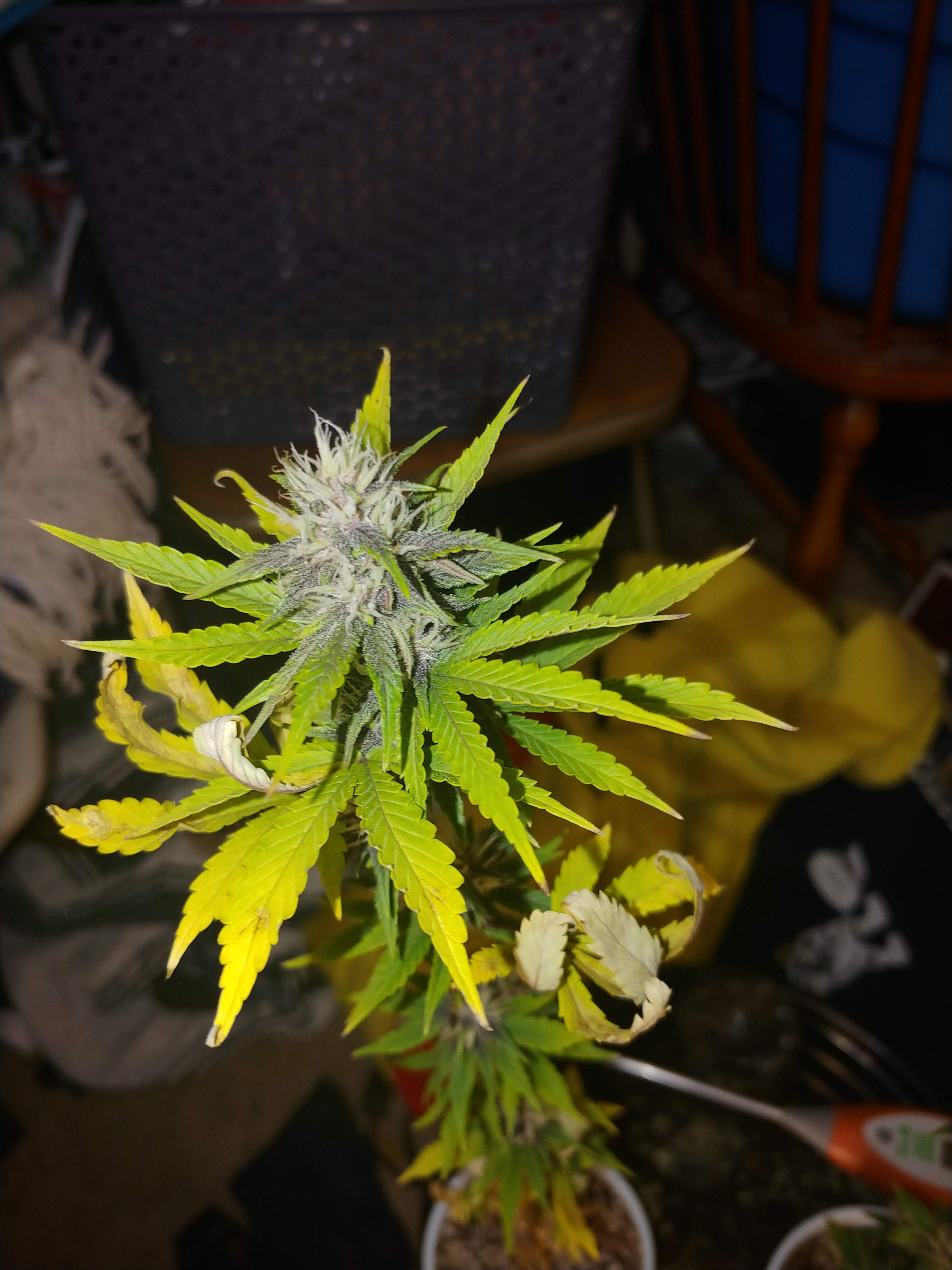 Sweet Seeds Devil Cream Auto® grow diary (journal) week8 by DaddyPrime