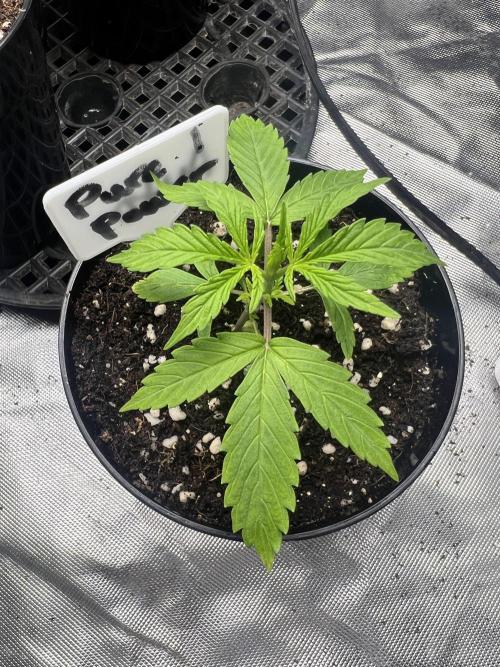 Grow 2. Week 2