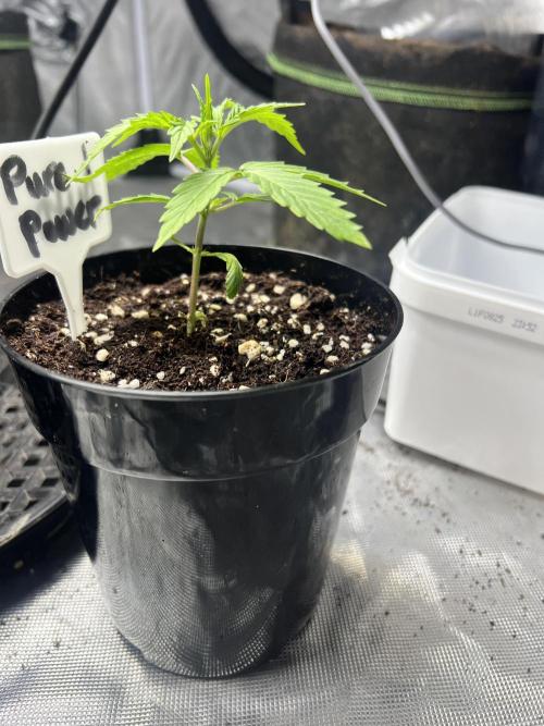 Grow 2. Week 2
