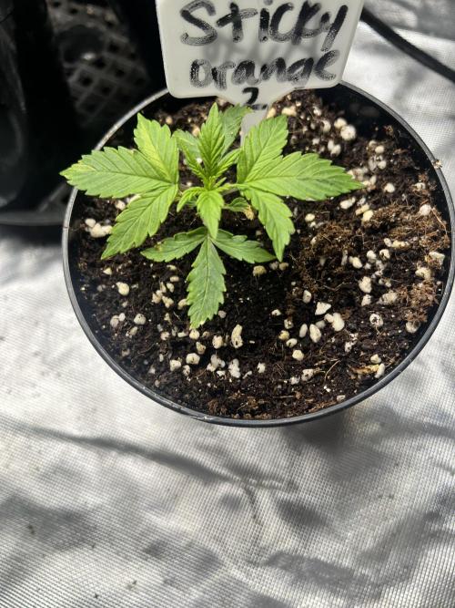Grow 2. Week 2