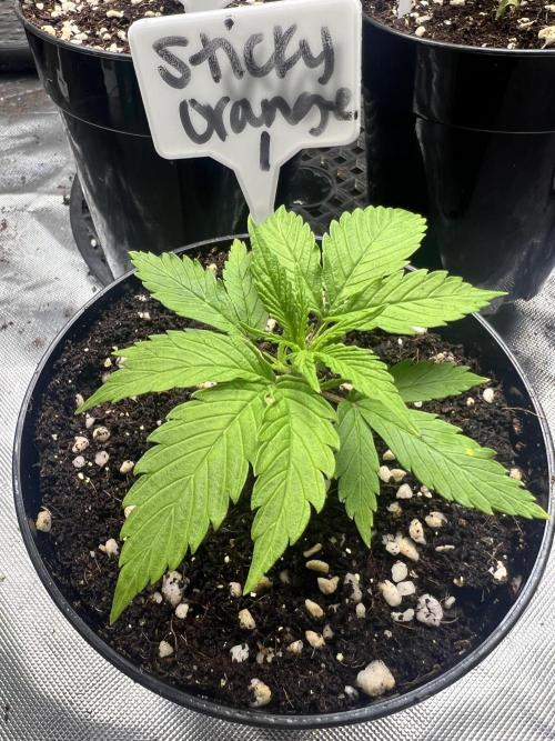Grow 2. Week 2