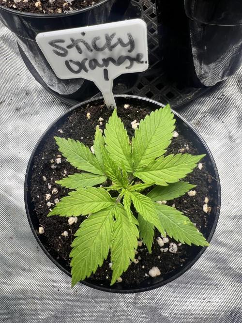 Grow 2. Week 2