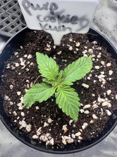 Grow 2. Week 2