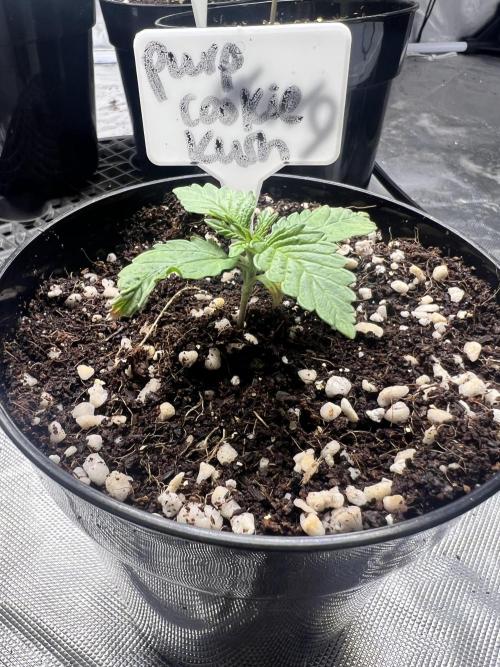 Grow 2. Week 2