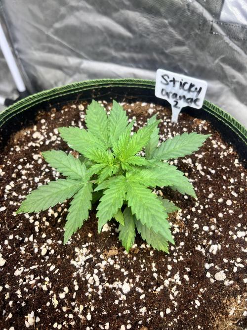 Grow 2. Week 2