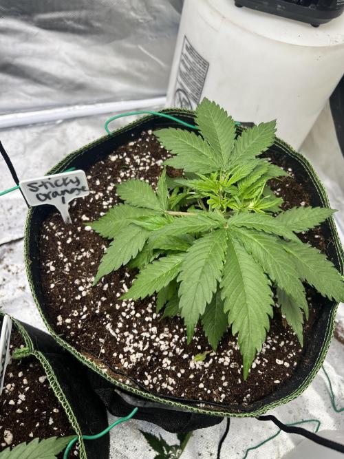 Grow 2. Week 3