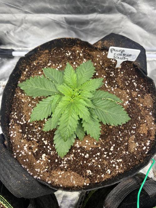 Grow 2. Week 3