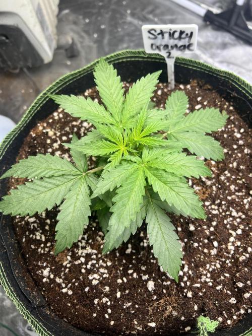 Grow 2. Week 3