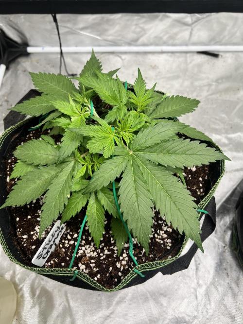 Grow 2. Week 4