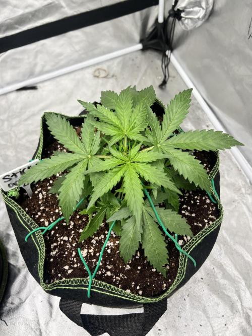 Grow 2. Week 4