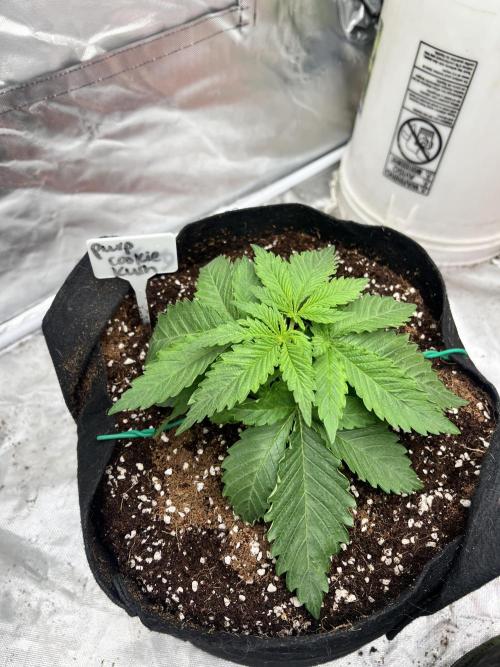 Grow 2. Week 4