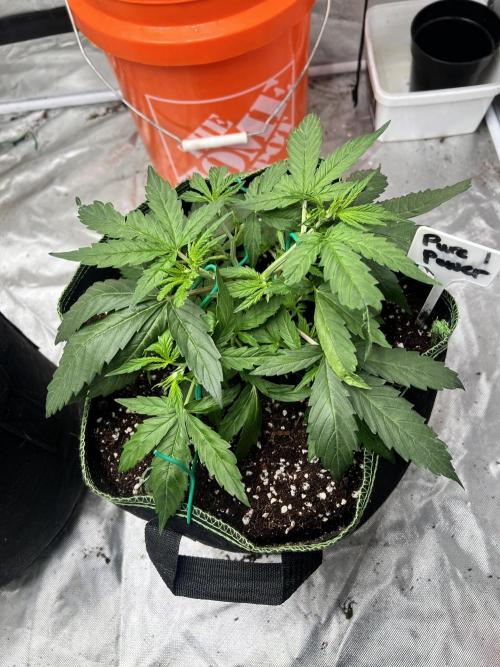 Grow 2. Week 4