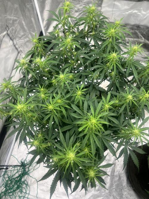 Grow 2. Week 7 - Pure power