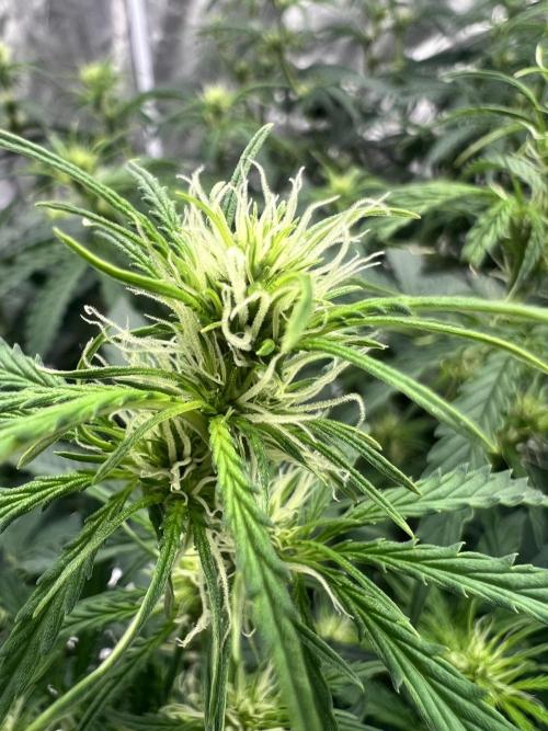 Grow 2. Week 7 - Pure power