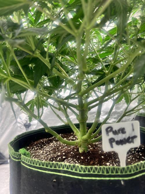 Grow 2. Week 7 - Pure power