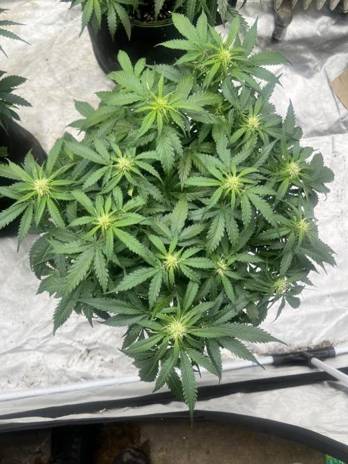 Grow 2. Week 7 - Orange #1