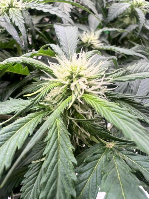 Grow 2. Week 7 - Orange #1