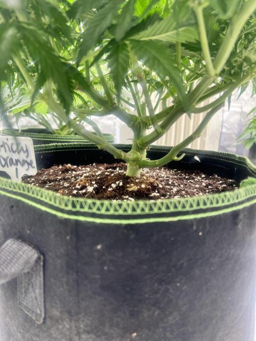 Grow 2. Week 7 - Orange #1