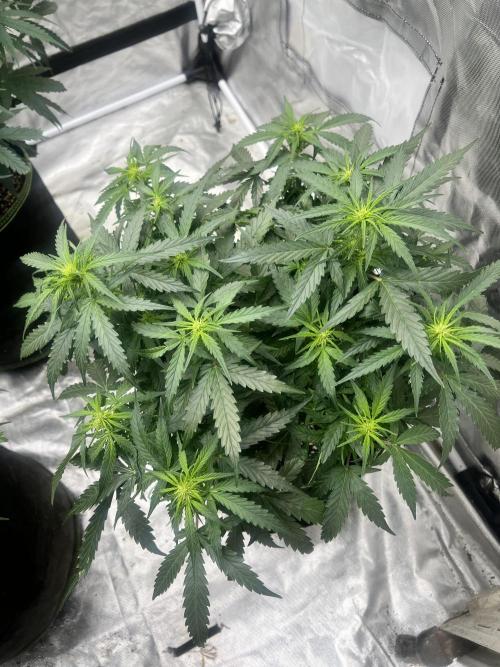 Grow 2. Week 7 - Orange #2