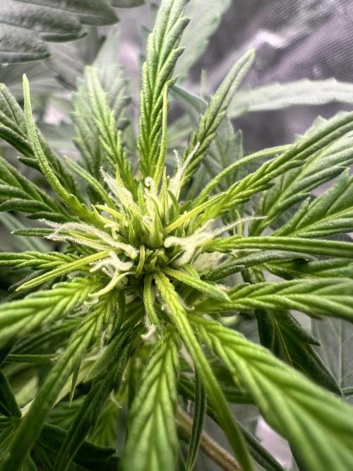 Grow 2. Week 7 - Orange #2