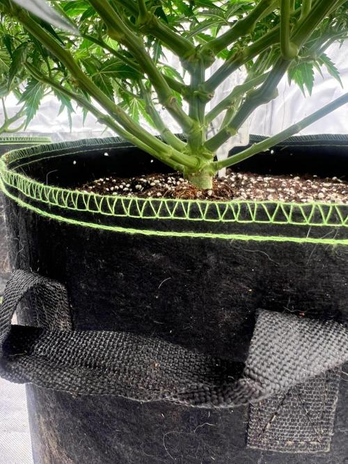 Grow 2. Week 7 - Orange #2