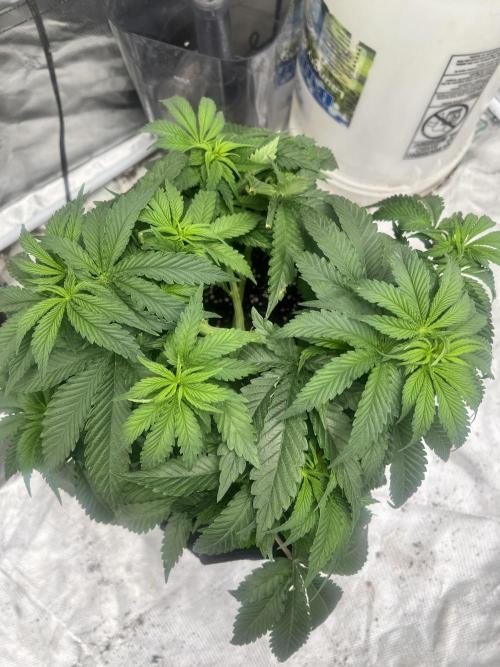 Grow 2. Week 7 - Purple cookie kush 