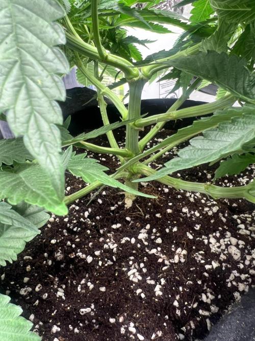 Grow 2. Week 7 - Purple cookie kush 