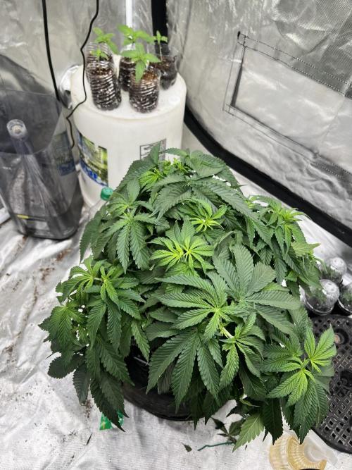 Grow 2. Week 8
